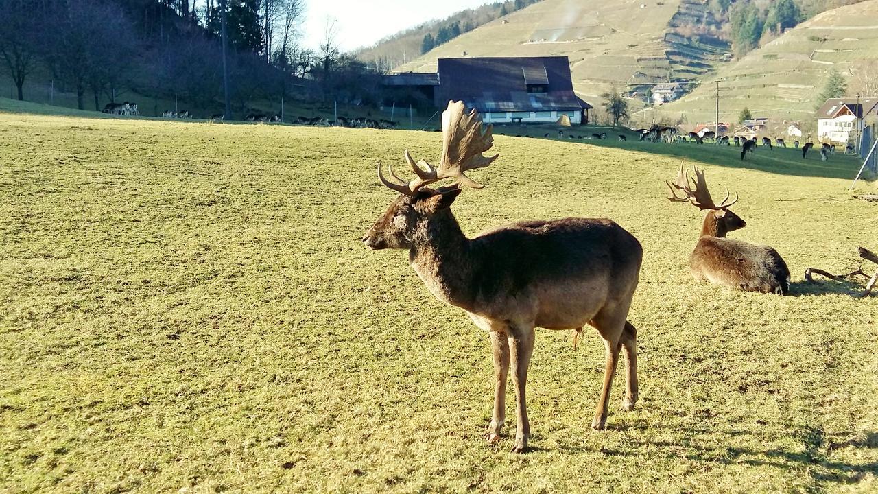 Hotel Schwarzenbergs Traube Glottertal Luaran gambar